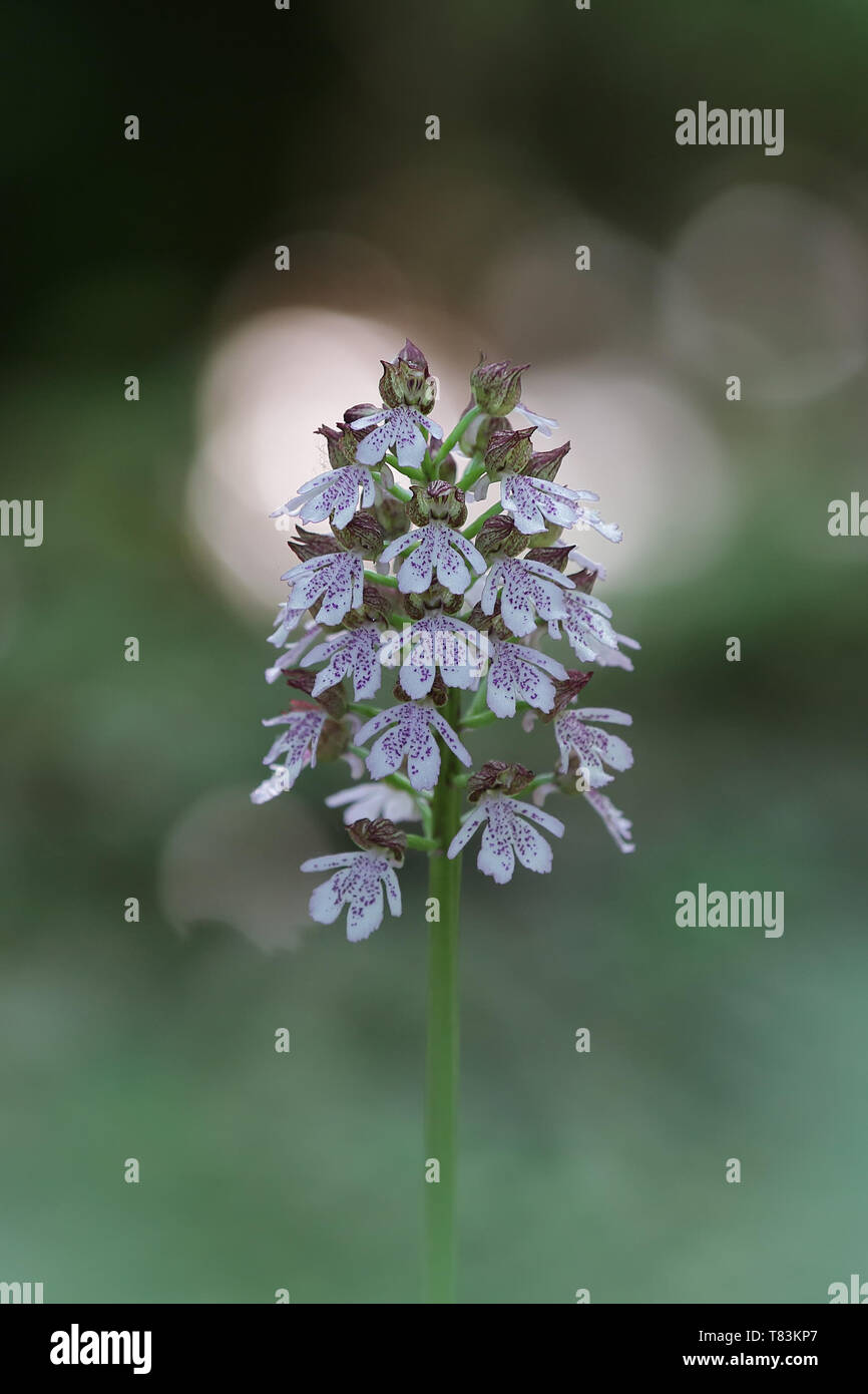 Lady Orchidee (Orchis purpurea), eine wilde Orchideenarten, native hauptsächlich nach Europa Stockfoto