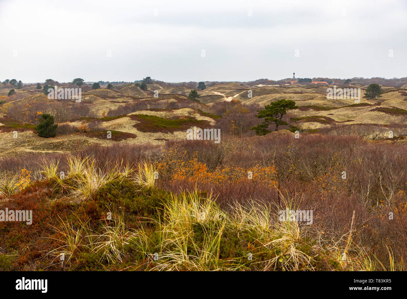 Ostfriesische Nordseeinsel Spiekeroog, Nationalpark Wattenmeer, im Winter, Dünenlandschaft, Deutschland, Stockfoto