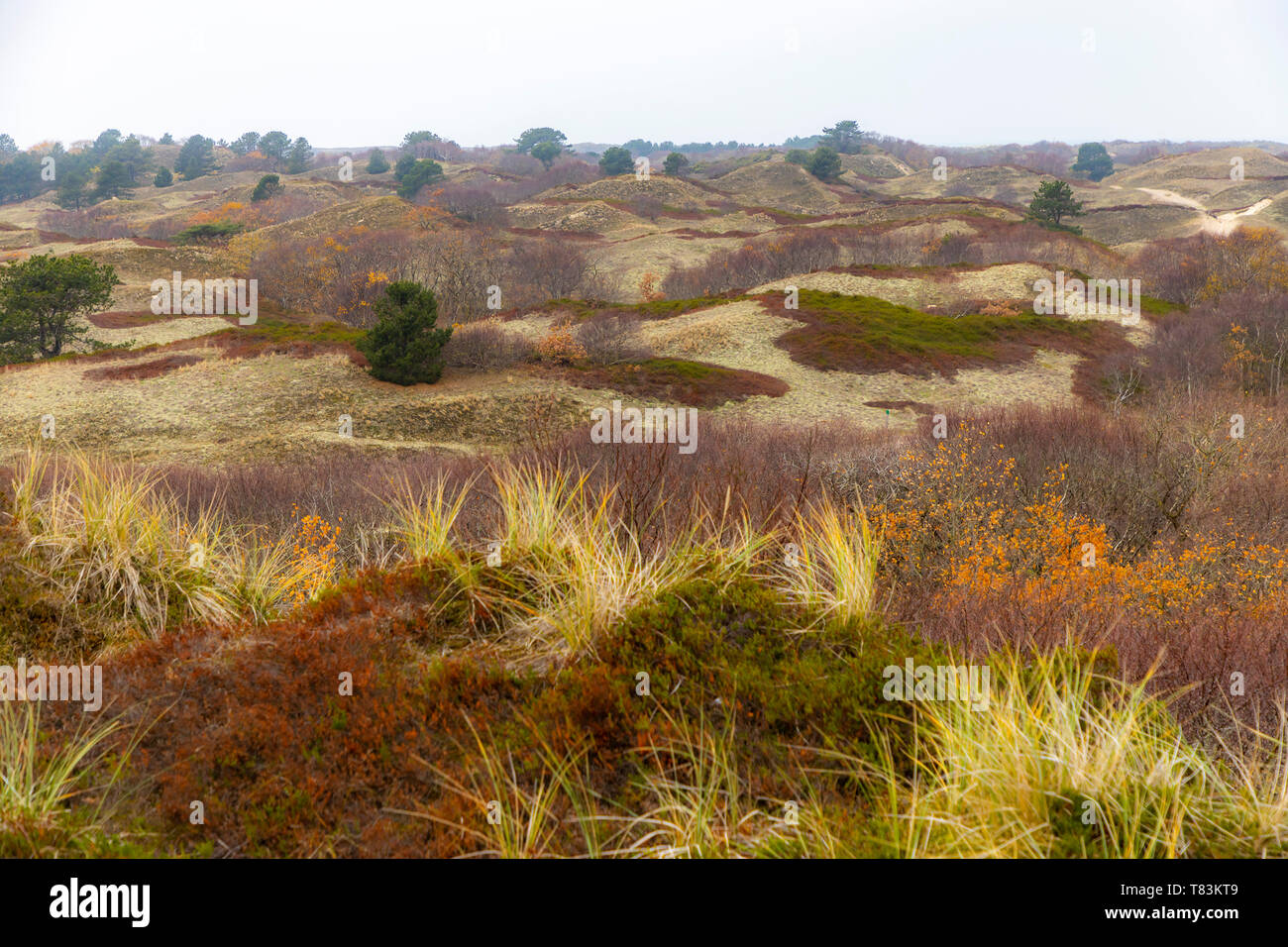 Ostfriesische Nordseeinsel Spiekeroog, Nationalpark Wattenmeer, im Winter, Dünenlandschaft, Deutschland, Stockfoto