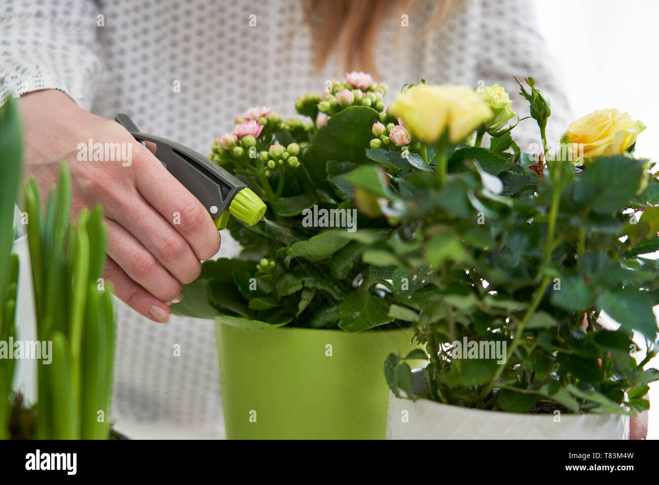 Nahaufnahme von Frau Bewässerung gelbe Rose Zimmerpflanze mit Spray Stockfoto
