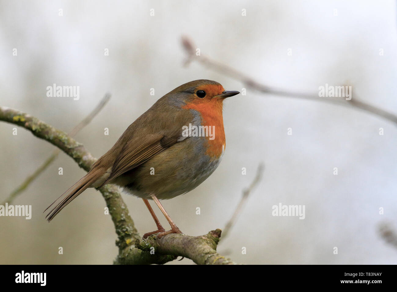 Europäische Rotkehlchen, Erithacus rubecula, Robin redbreast thront auf einem Zweig, England, UK. Stockfoto