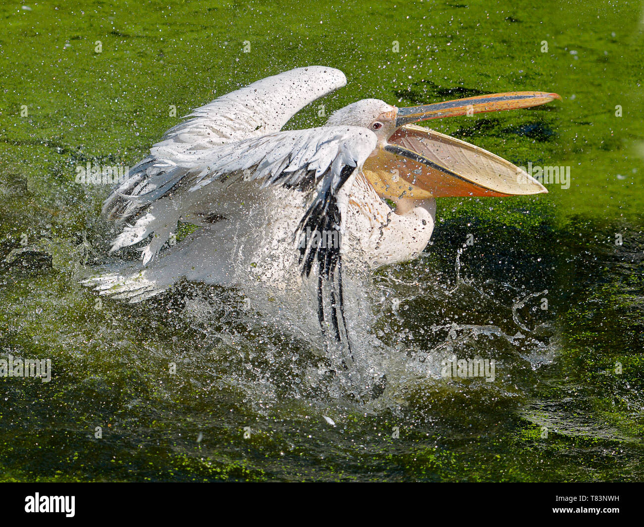 Nahaufnahme der weiße Pelikan (Pelecanus onocrotalus) auf dem Wasser, der offene Schnabel, Rütteln seine Flügel erstellen Sprays von Wasser Stockfoto