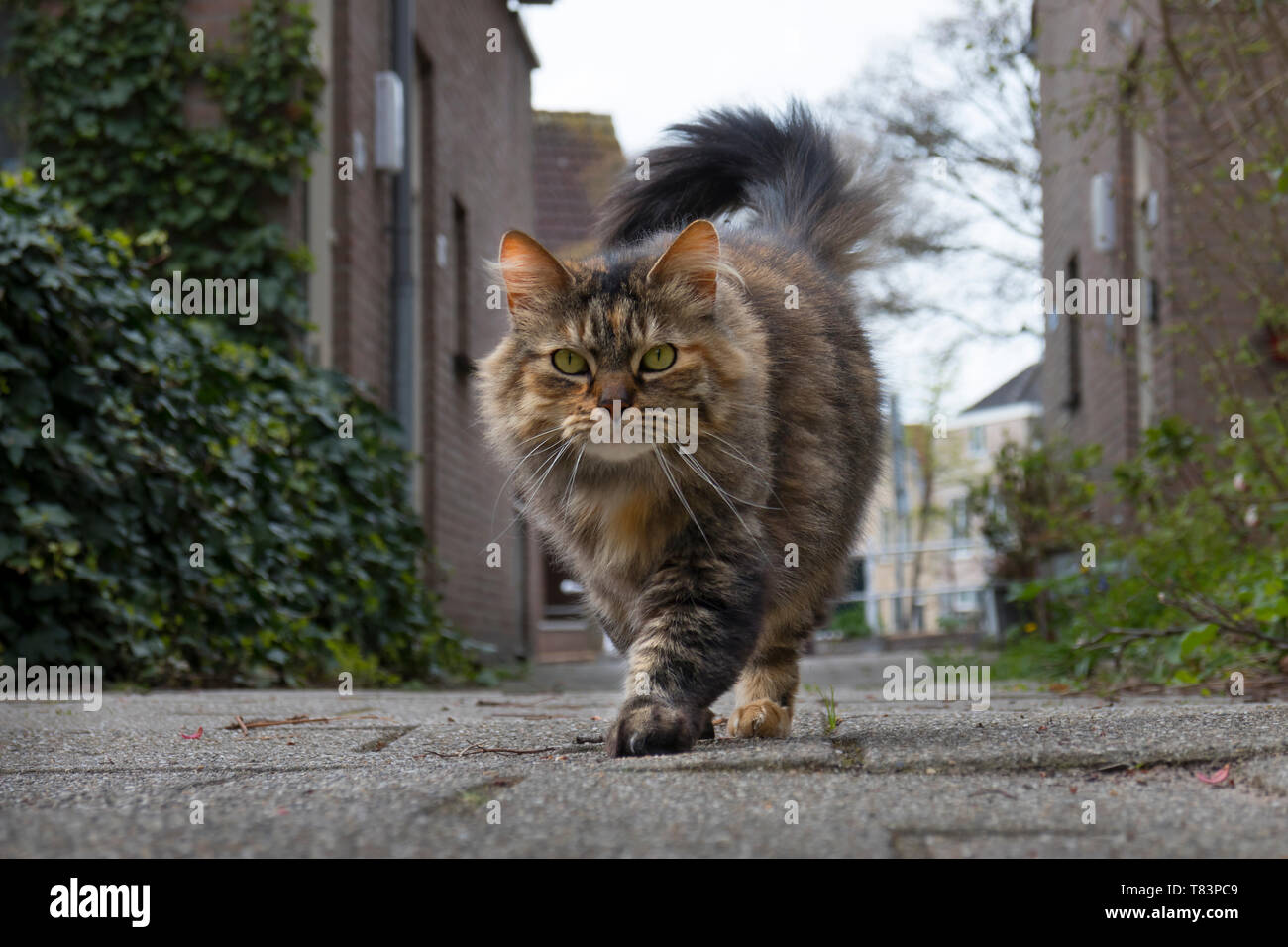 Leiden, Holland - April 4 B, 2019: Langhaarige inländischen tabby Katze zu Fuß außerhalb und schaut in die Kamera Stockfoto