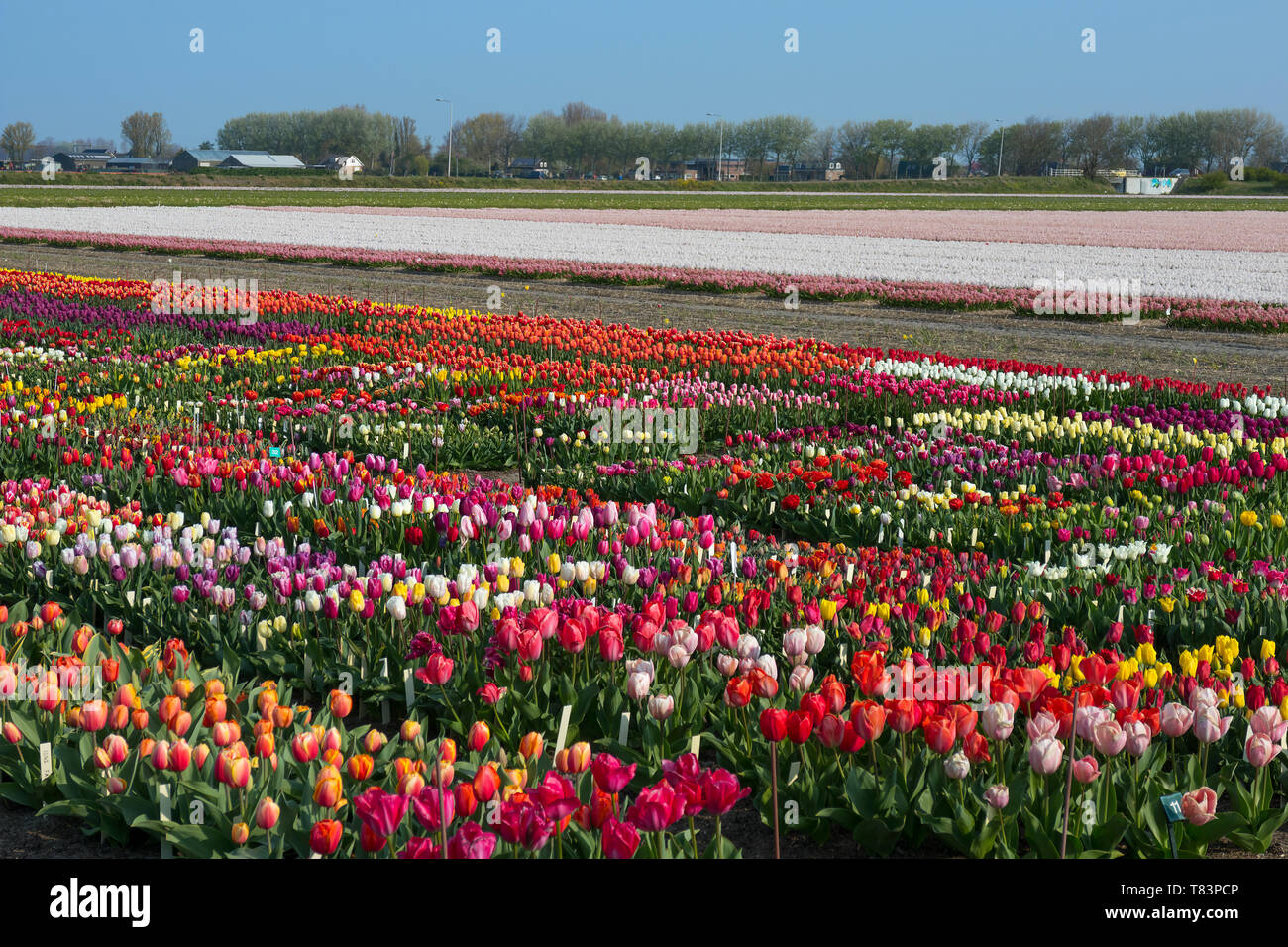 Lisse, Niederlande - 18 April 2019: Traditionelles Holländisches Tulpenfeld mit bunten Blumen und Bauernhöfe im Hintergrund Stockfoto