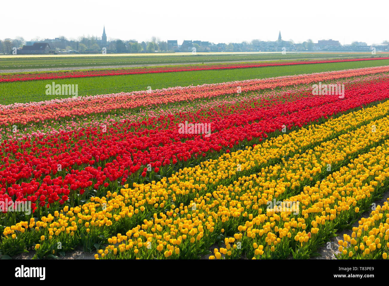 Lisse, Niederlande - 18 April 2019: Traditionelles Holländisches Tulpenfeld mit Reihen von roten und gelben Blumen und Kirchtürme in den Hintergrund Stockfoto