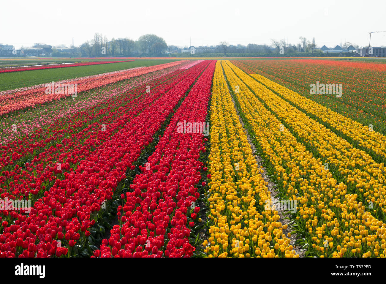Lisse, Niederlande - 18 April 2019: Traditionelles Holländisches Tulpenfeld mit Reihen von roten und gelben Blumen und Häuser im Hintergrund Stockfoto