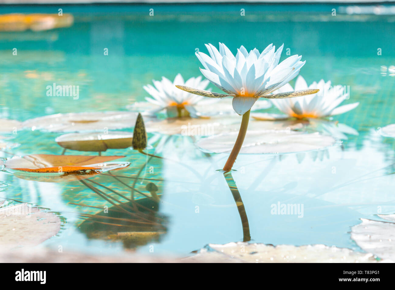 In der Nähe von eine weiße Lilie Blume auf der Wasseroberfläche eines Pools in einem Garten in der Nähe von Baveno Italien. Stockfoto