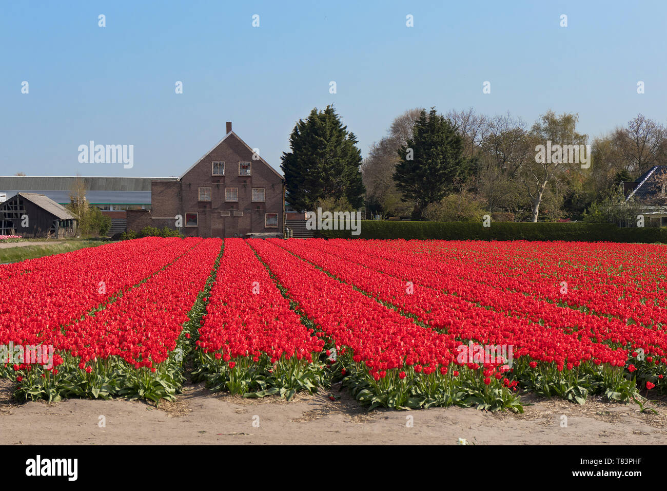 Lisse, Niederlande - 18 April 2019: Traditionelles Holländisches Tulpenfeld mit Reihen der roten Blüten und Lampe wirft im Hintergrund Stockfoto