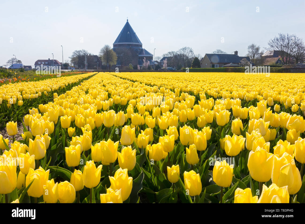 Lisse, Niederlande - 18 April 2019: Traditionelles Holländisches Tulpenfeld mit gelben Blüten und Engelbewaarders Kirche im Hintergrund Stockfoto