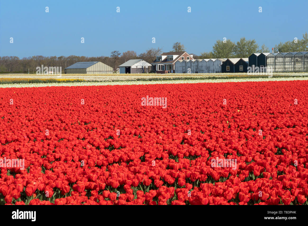 Lisse, Niederlande - 18 April 2019: Traditionelles Holländisches Tulpenfeld mit Reihen von roten Blumen und Gewächshäuser im Hintergrund Stockfoto