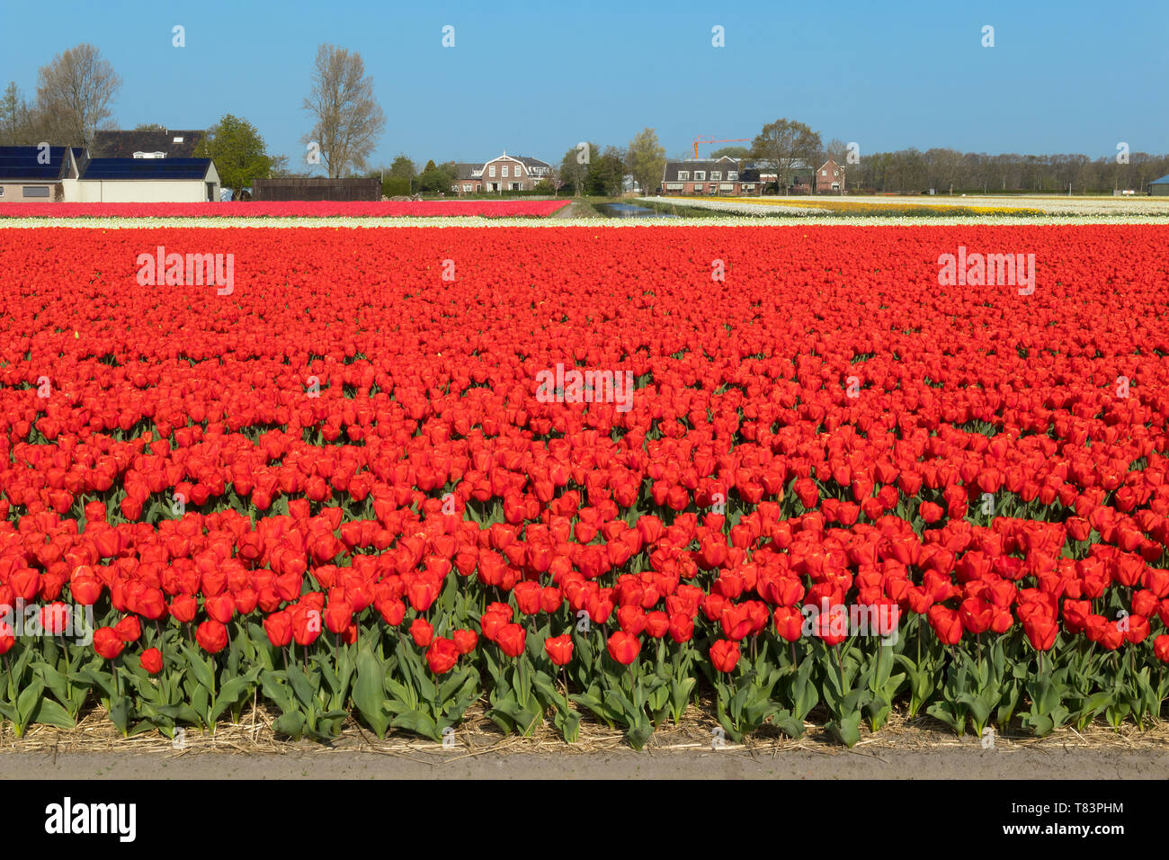 Lisse, Niederlande - 18 April 2019: Traditionelles Holländisches Tulpenfeld mit Reihen von roten Blumen und Häuser im Hintergrund Stockfoto