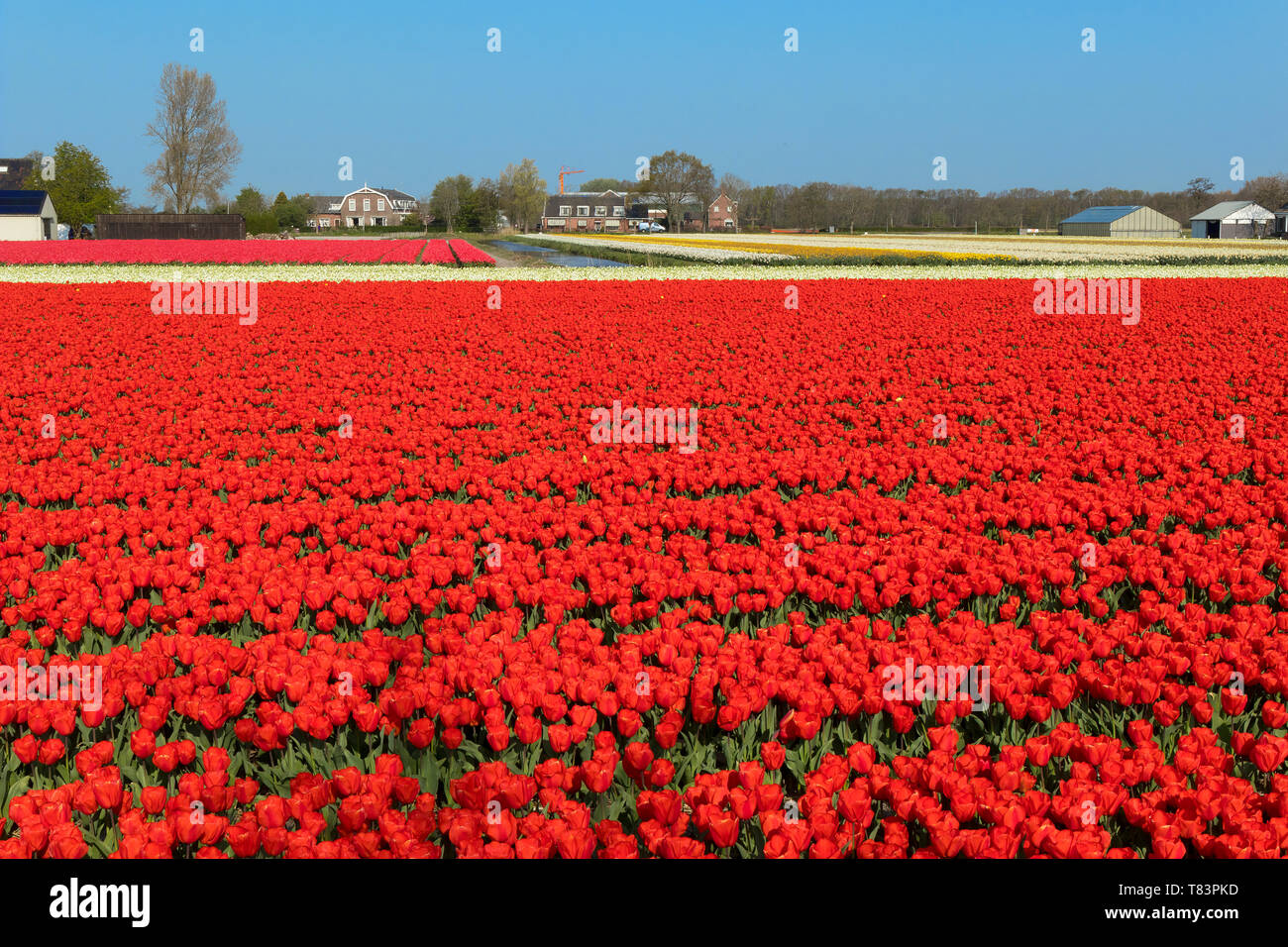 Lisse, Niederlande - 18 April 2019: Traditionelles Holländisches Tulpenfeld mit Reihen von roten und weißen Blumen und Häuser im Hintergrund Stockfoto