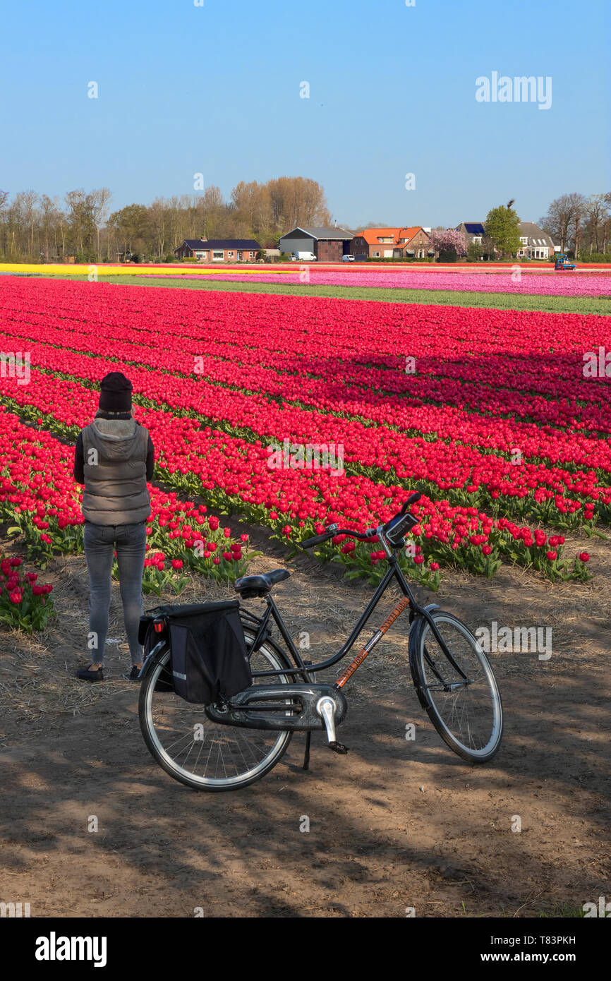 Lisse, Niederlande - 18 April 2019: Touristen mit dem Fahrrad die traditionellen niederländischen Tulpenfeld mit Reihen von rot, rosa und gelbe Blumen Stockfoto
