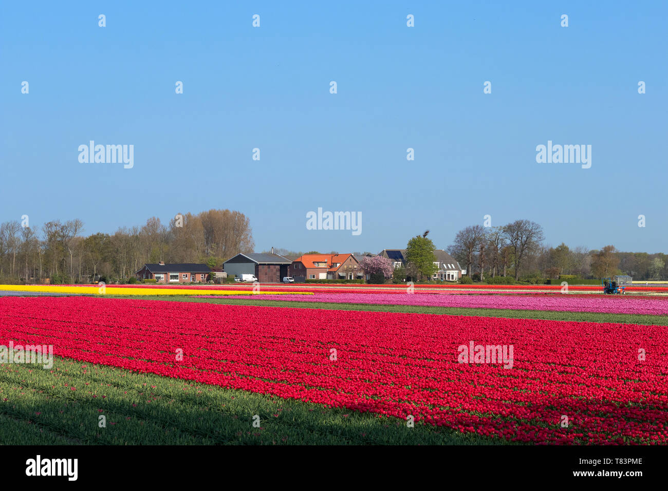 Lisse, Niederlande - 18 April 2019: Traditionelles Holländisches Tulpenfeld mit Reihen von rot, rosa und gelbe Blumen Stockfoto