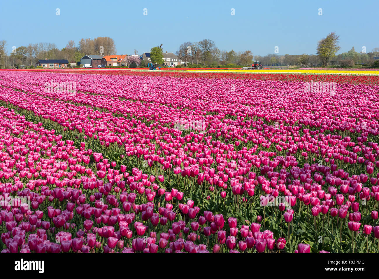 Lisse, Niederlande - 18 April 2019: Traditionelles Holländisches Tulpenfeld mit Reihen von rosa Blüten Stockfoto