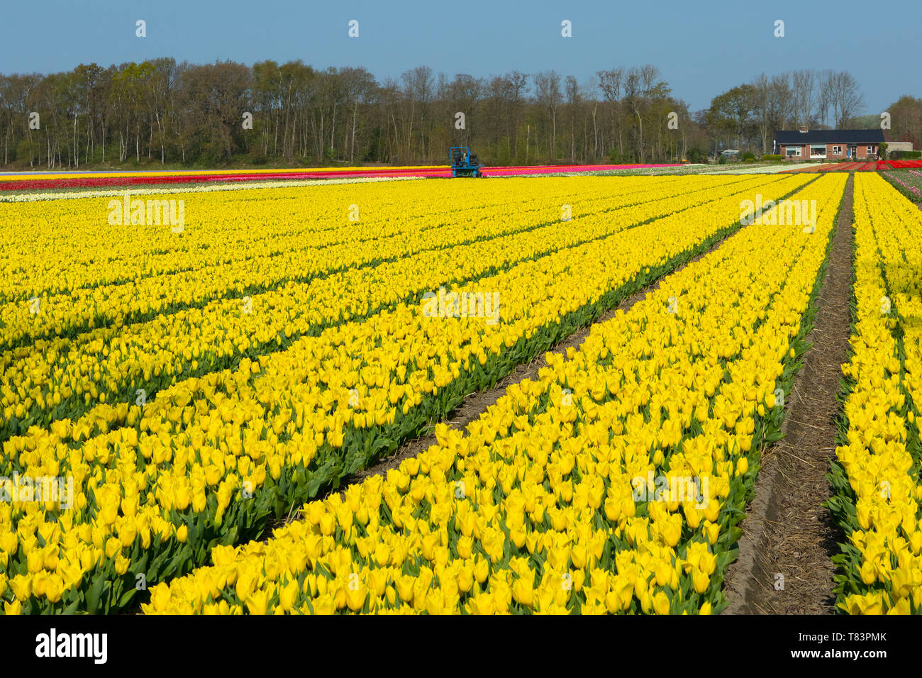 Lisse, Niederlande - 18 April 2019: Traditionelles Holländisches Tulpenfeld mit Reihen gelbe Blüten Stockfoto