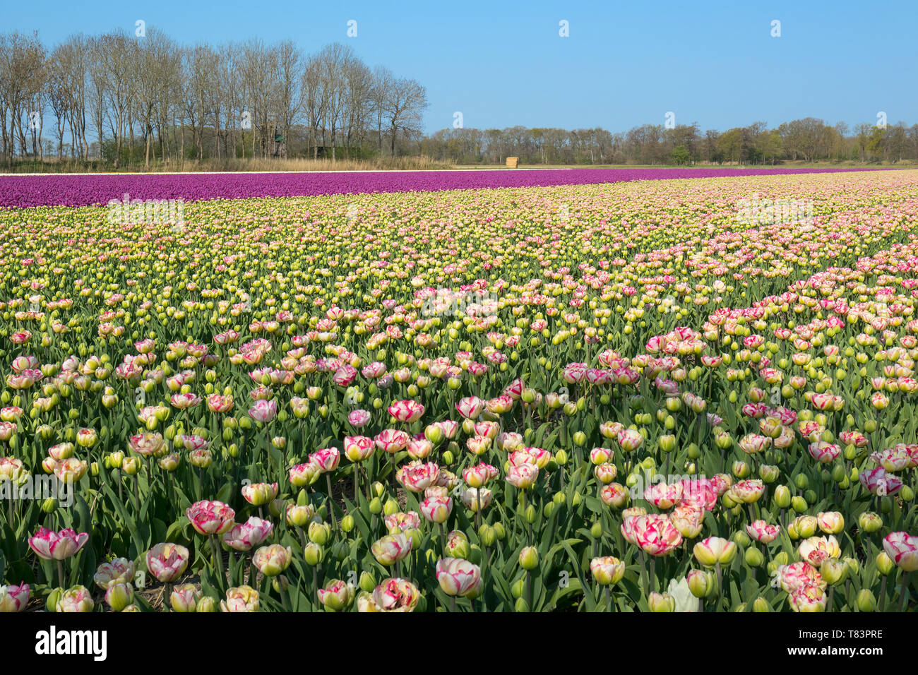 Lisse, Niederlande - 18 April 2019: Traditionelles Holländisches Tulpenfeld mit Reihen von Rosa und Lila Stockfoto