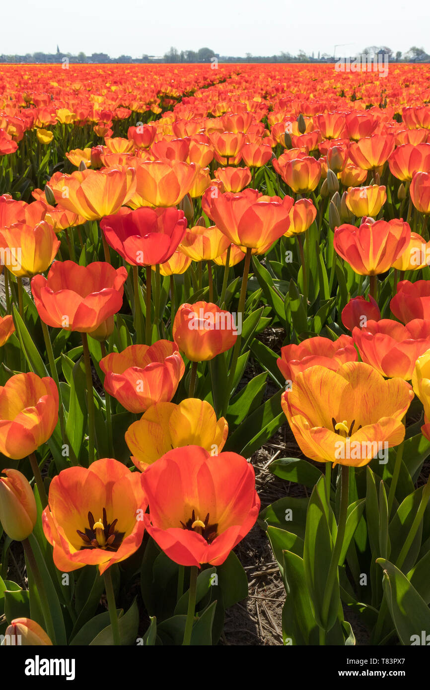 Lisse, Niederlande - 18 April 2019: Traditionelles Holländisches Tulpenfeld mit Reihen von roten und gelben Blumen Stockfoto