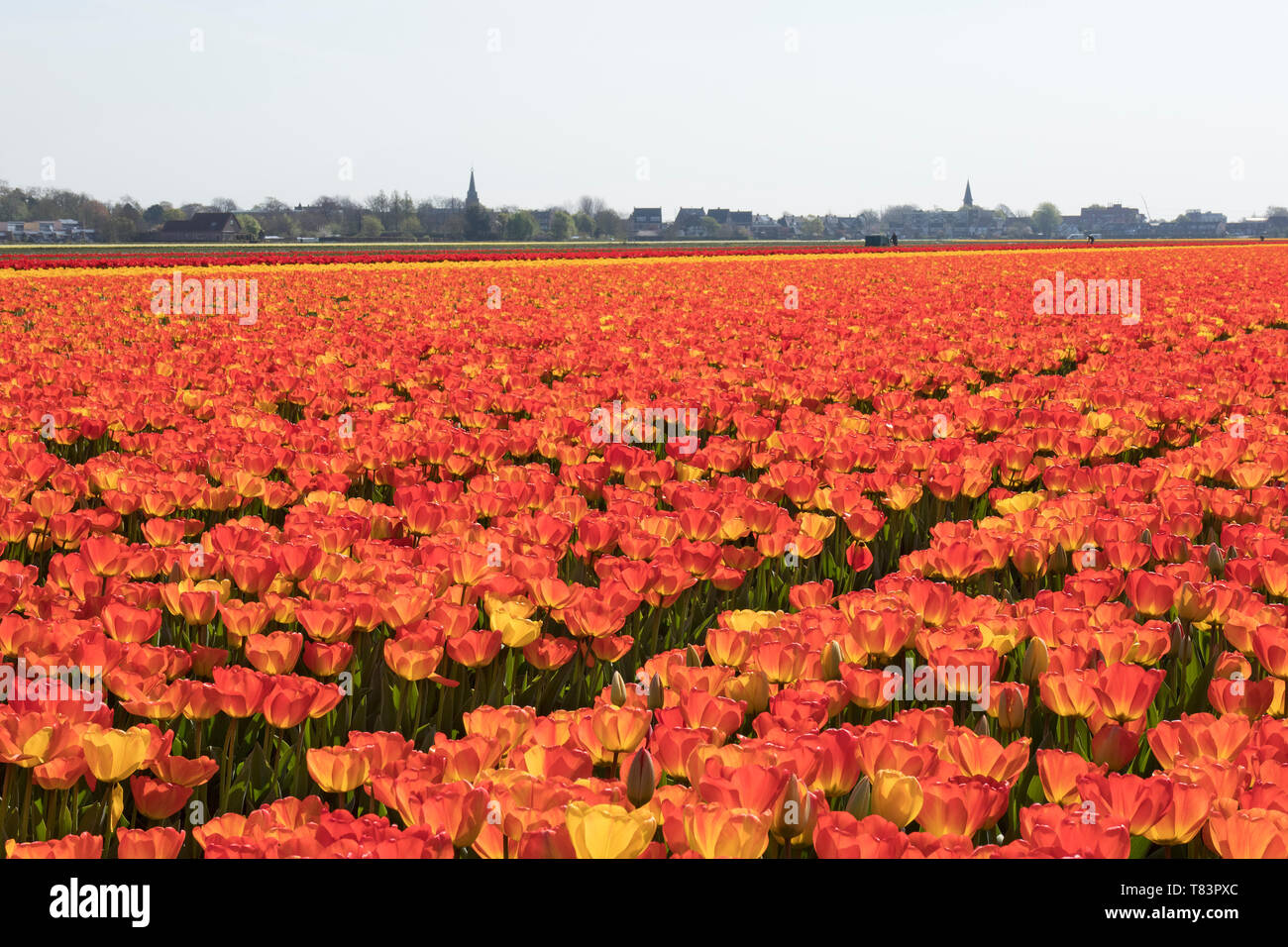 Lisse, Niederlande - 18 April 2019: Traditionelles Holländisches Tulpenfeld mit Reihen von roten und gelben Blumen und Kirchtürme in den Hintergrund Stockfoto