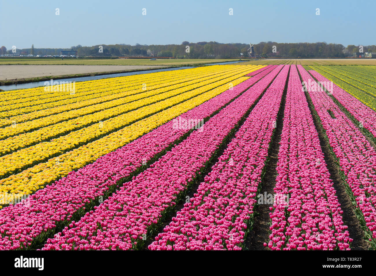 Lisse, Niederlande - 18 April 2019: Traditionelles Holländisches Tulpenfeld mit Reihen von rosa und gelbe Blumen und eine Windmühle im Hintergrund Stockfoto