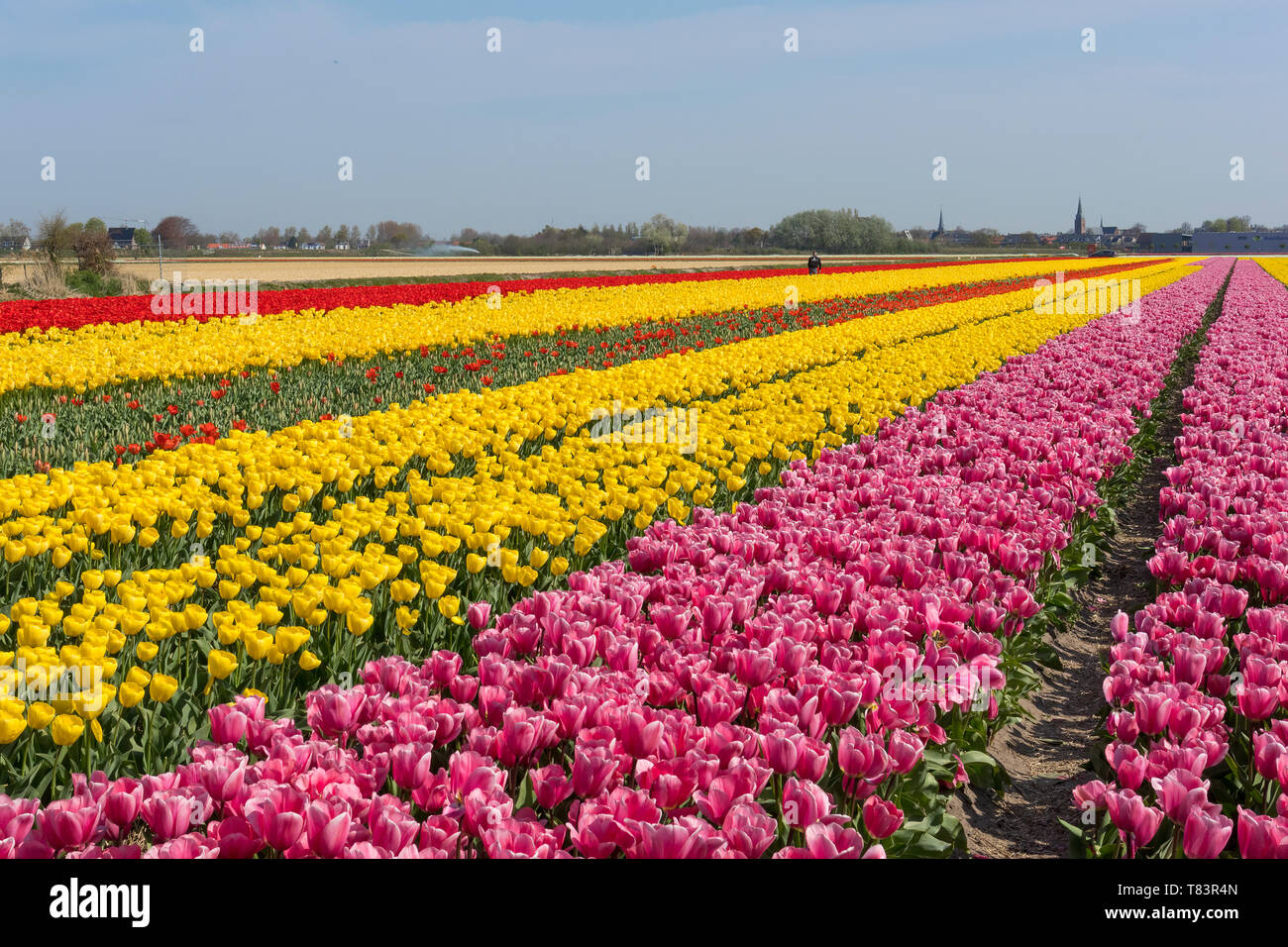 Lisse, Niederlande - 18 April 2019: Traditionelles Holländisches Tulpenfeld mit Reihen von rosa, rot und gelb Blumen und Kirchtürme in den Hintergrund Stockfoto