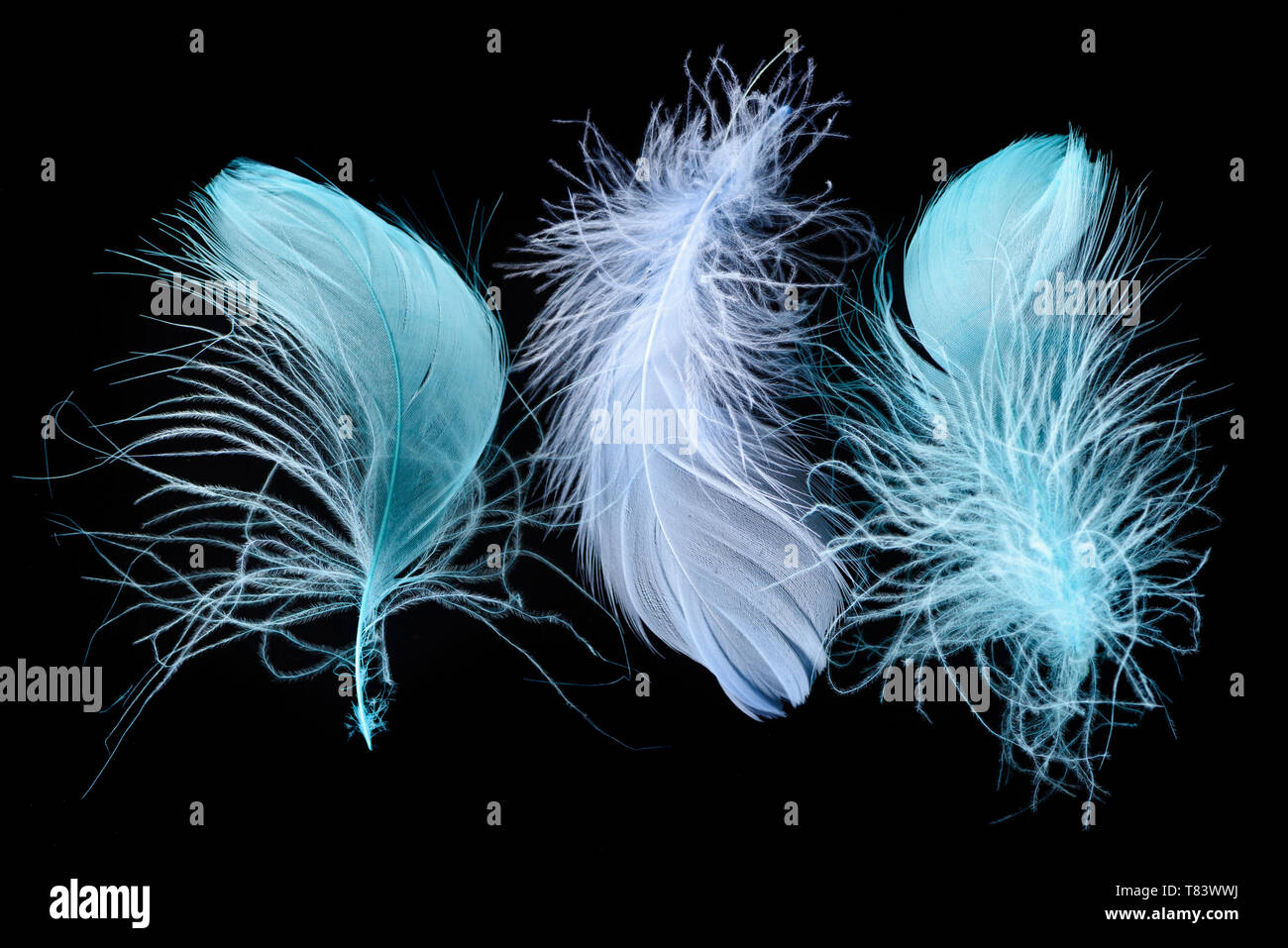 Drei blaue helle Textur- und leichten Federn isoliert auf Schwarz Stockfoto