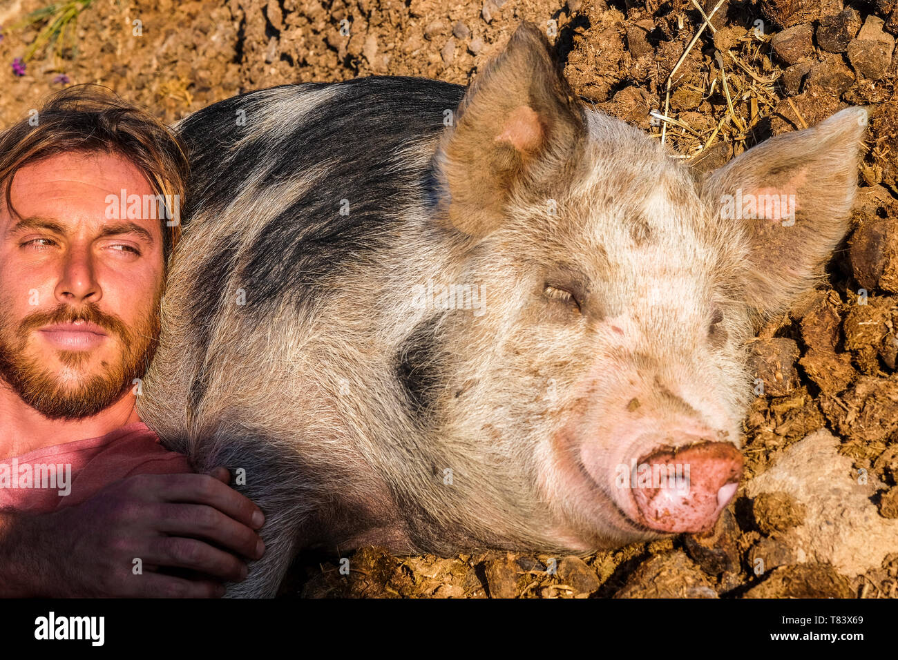 Lustige Portrait mit attraktiven Mann mit besten Freund grosses Schwein auf dem Boden schlafen in der Natur ländliche Land outdoor Stockfoto