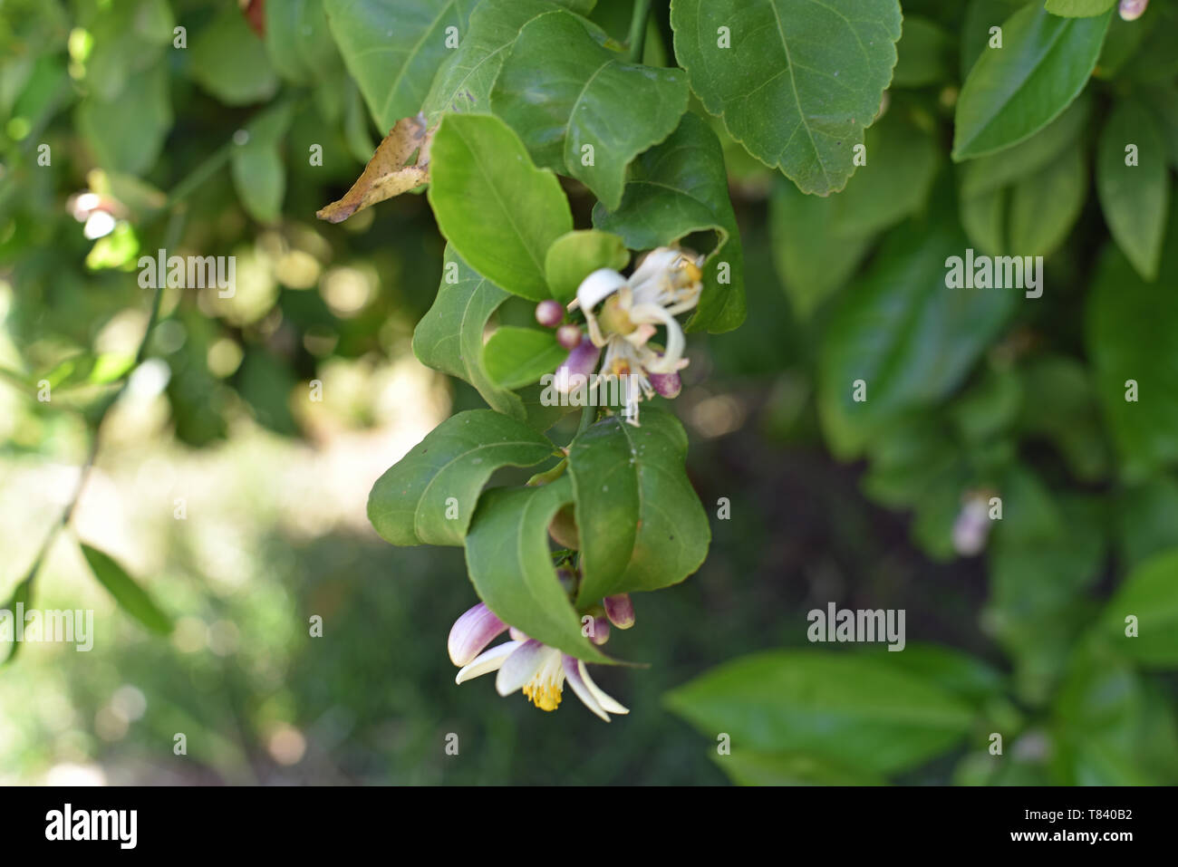 Zitrone Blüten Stockfoto