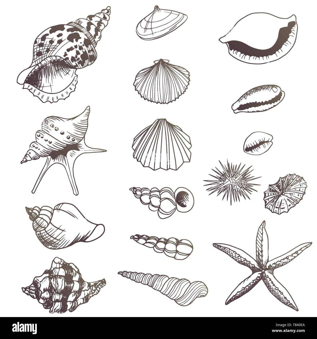 Satz von seashells Illustrationen voller Vektor Elemente Stock Vektor