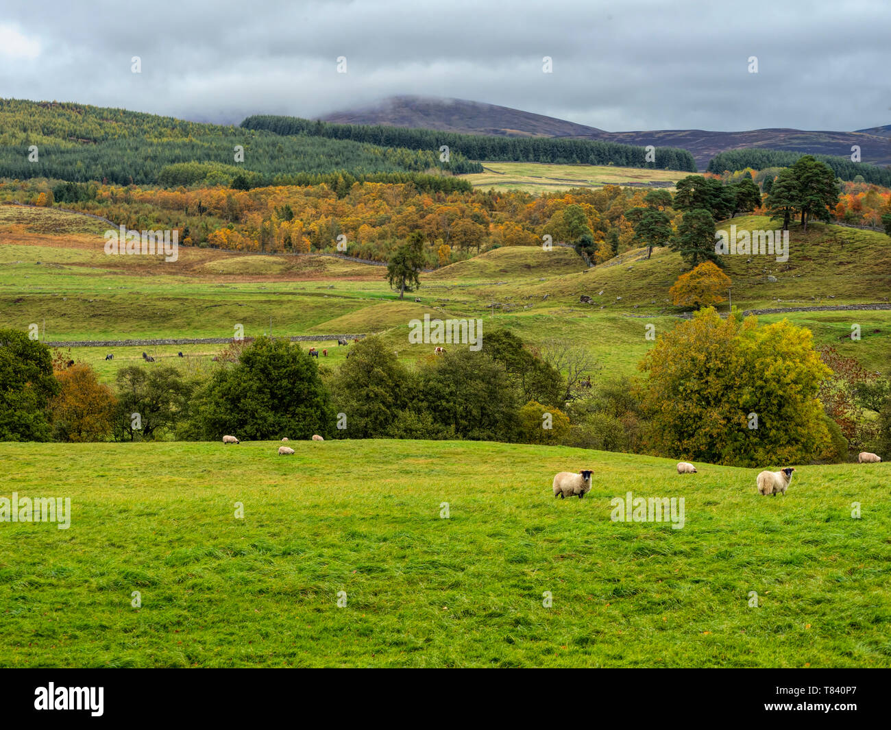 Schafe und Rinder auf Ackerland in der schottischen Glens, Großbritannien Stockfoto