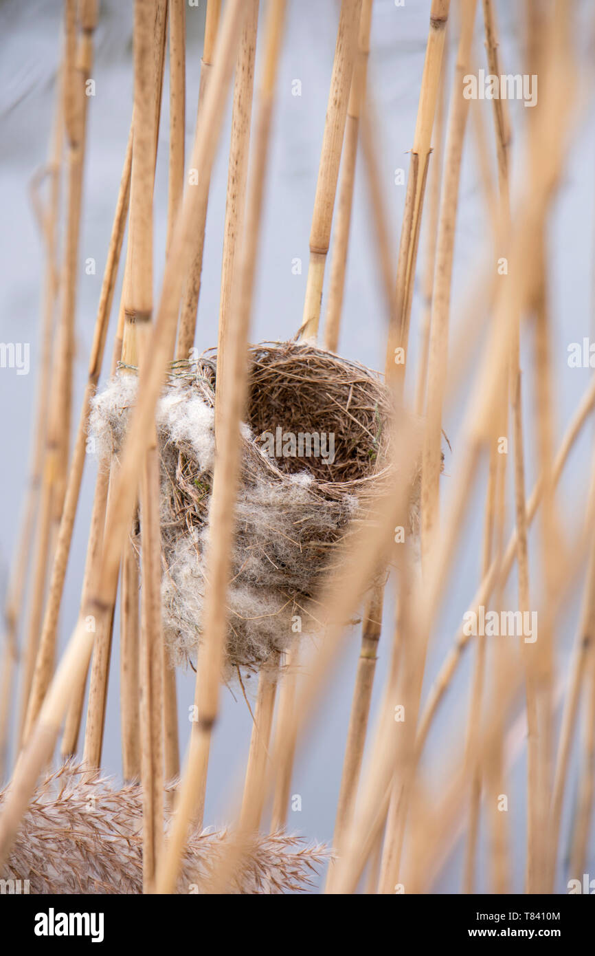 Eurasischen Reed Warbler reed Nest in einem Bett. Stockfoto