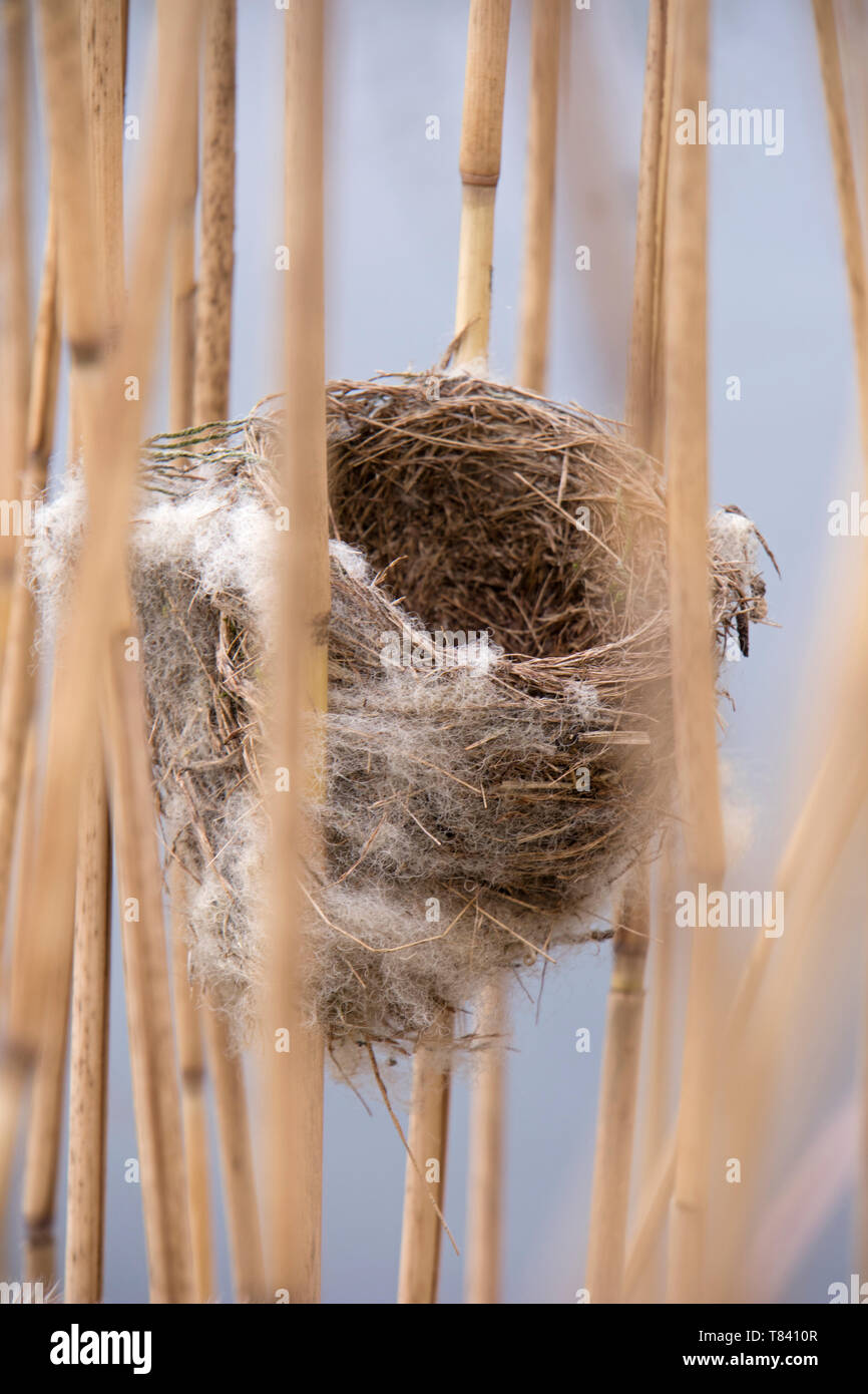 Eurasischen Reed Warbler reed Nest in einem Bett. Stockfoto