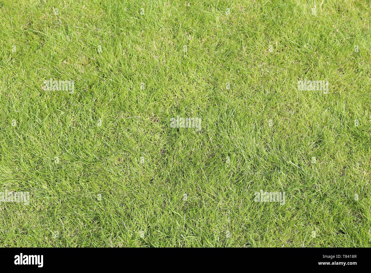 Grüne Gras Hintergrund - schöner Rasen Hintergrund Textur. Stockfoto