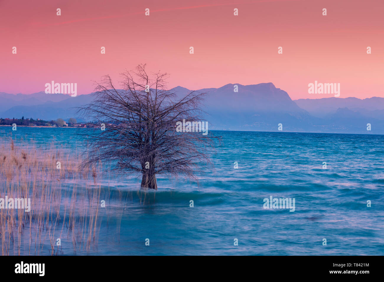 Am frühen Morgen, Sonnenaufgang über dem See. Baum im See. Gardasee (Lago di Garda), Italien, Europa Stockfoto