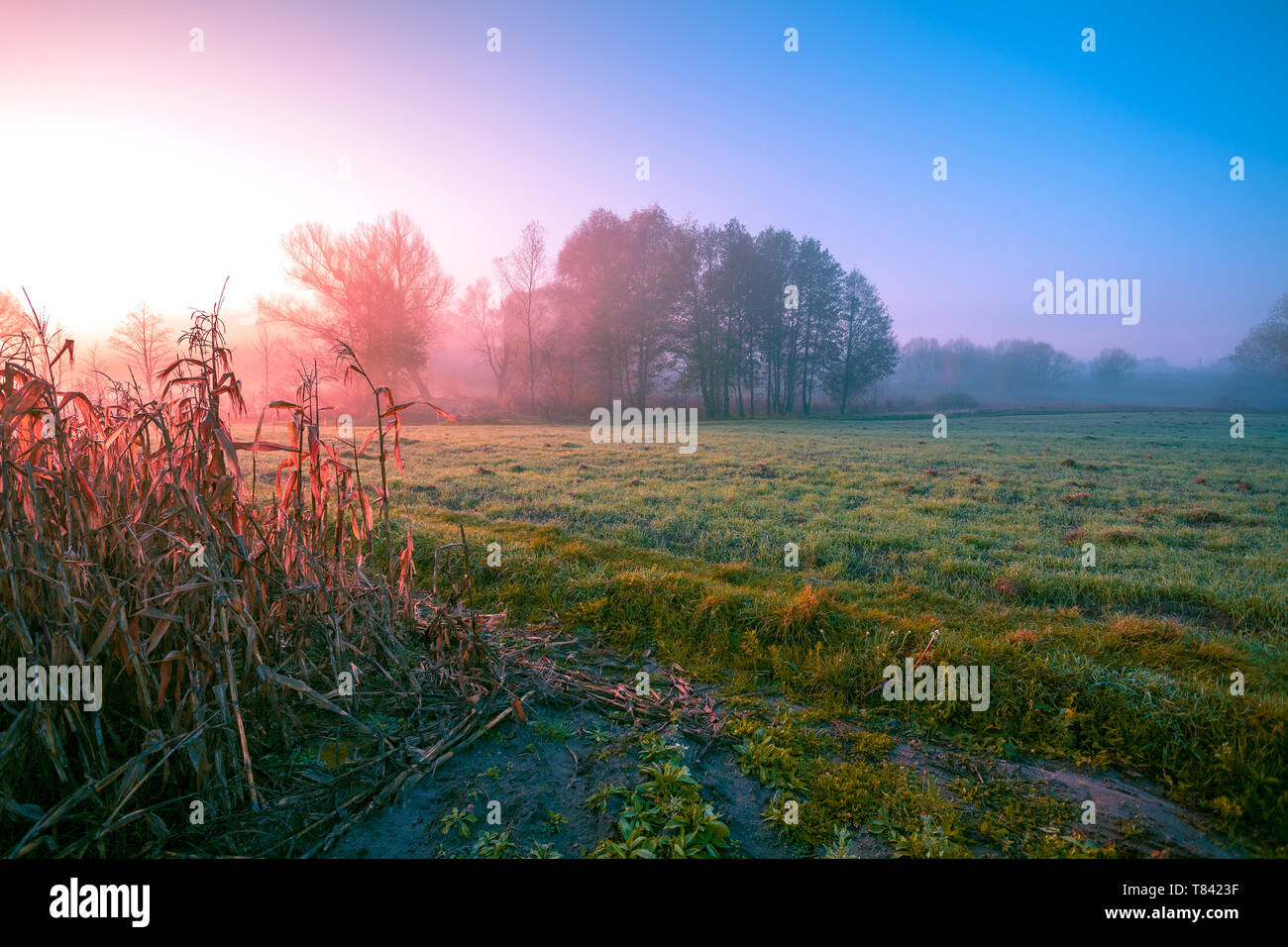 Ländliche Landschaft in den frühen Morgen. Sonnenaufgang über dem Feld Stockfoto