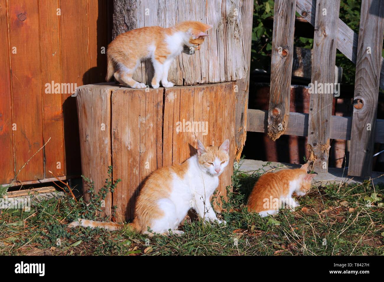 Rote Katze Familie spielen und Erforschen der Natur. Home Haustiere. Stockfoto