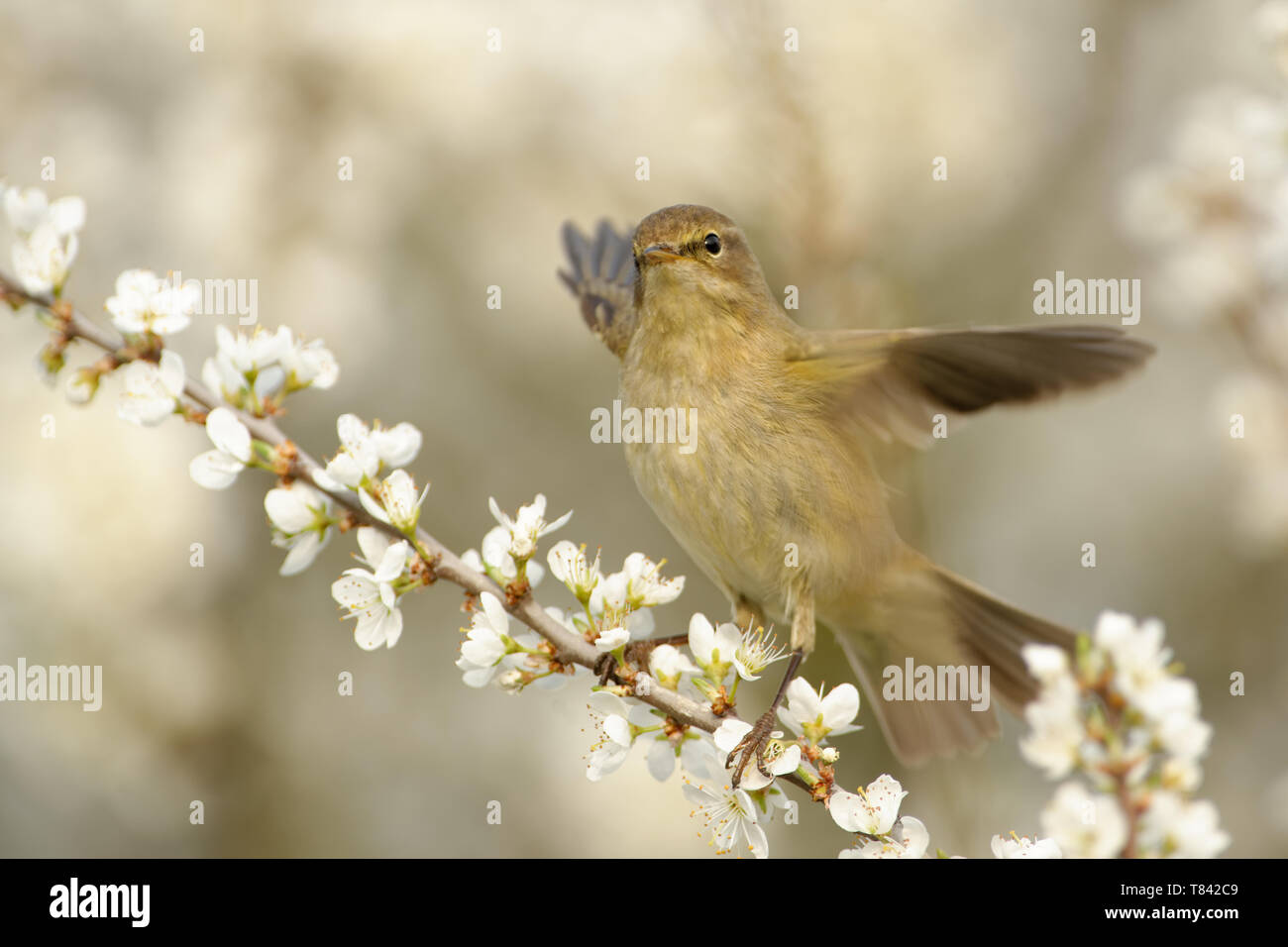 Gemeinsame Chiffchaff - Phylloscopus collybita verbreitet Blatt warbler, welche Rassen in offenen Wäldern im gesamten nördlichen und gemäßigten Europa und Asien. Stockfoto