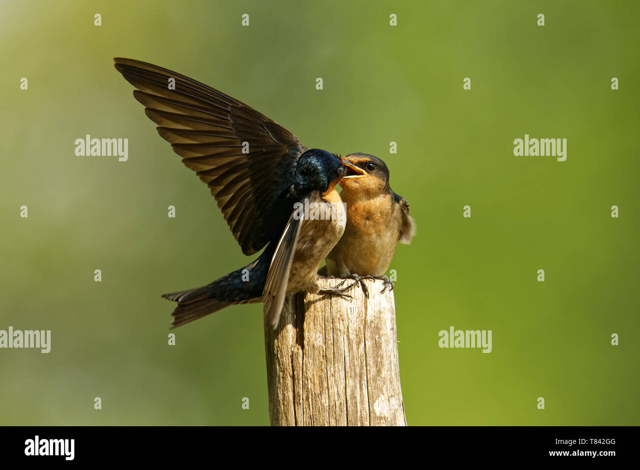 Pacific Schwalbe - Hirundo tahitica aus der Familie der Edelfalter (Nymphalidae). Er brütet in tropischen Südasien und die Inseln der südlichen Pazifi Stockfoto