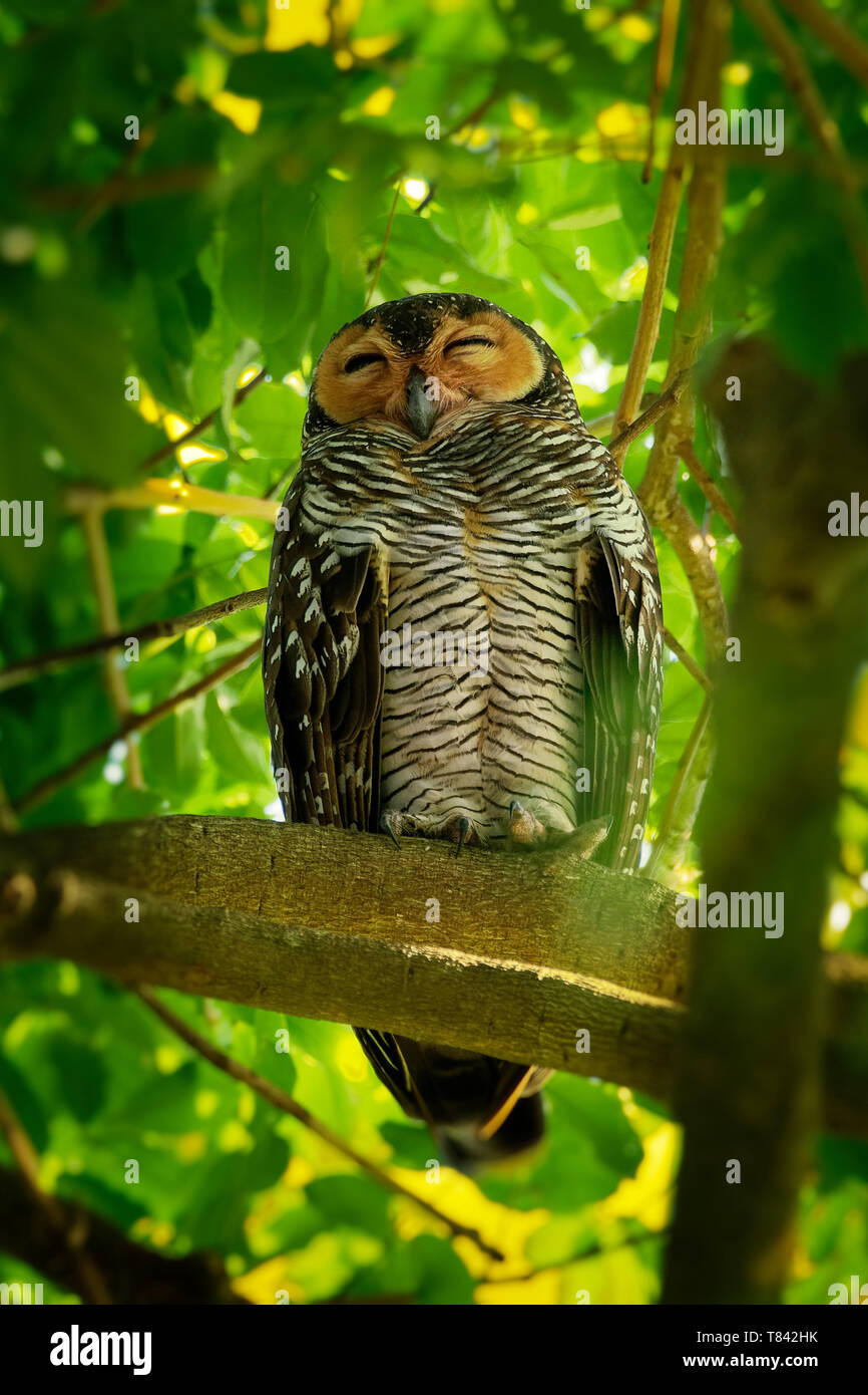 Gefleckte Wood-Owl - Strix seloputo, owl Der earless Eule Gattung Strix, drei Unterarten sind seloputo, wiepkini und baweana. Stockfoto