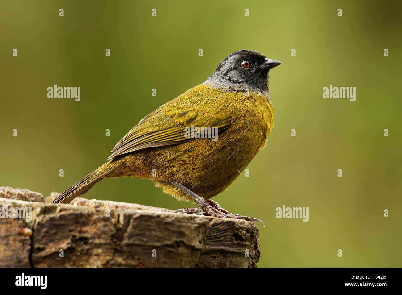 Große-footed Finch - Pezopetes capitalis Säugetierart endemisch im Hochland von Costa Rica und Panama. Stockfoto