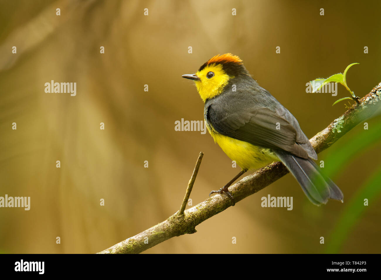 Collared Redstart Whitestart - Myioborus torquatus auch bekannt als collared Redstart, ist eine tropische Neue Welt warbler endemisch in den Bergen von Co Stockfoto