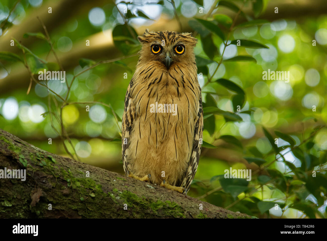 Buffy - Ketupa ketupu Fische Eule oder Malaiischen fische Eule, ist eine Pflanzenart aus der Gattung der Eule in der Familie Strigidae. Indien und das südliche Burma, Kambodscha, Laos und Vietnam, T Stockfoto