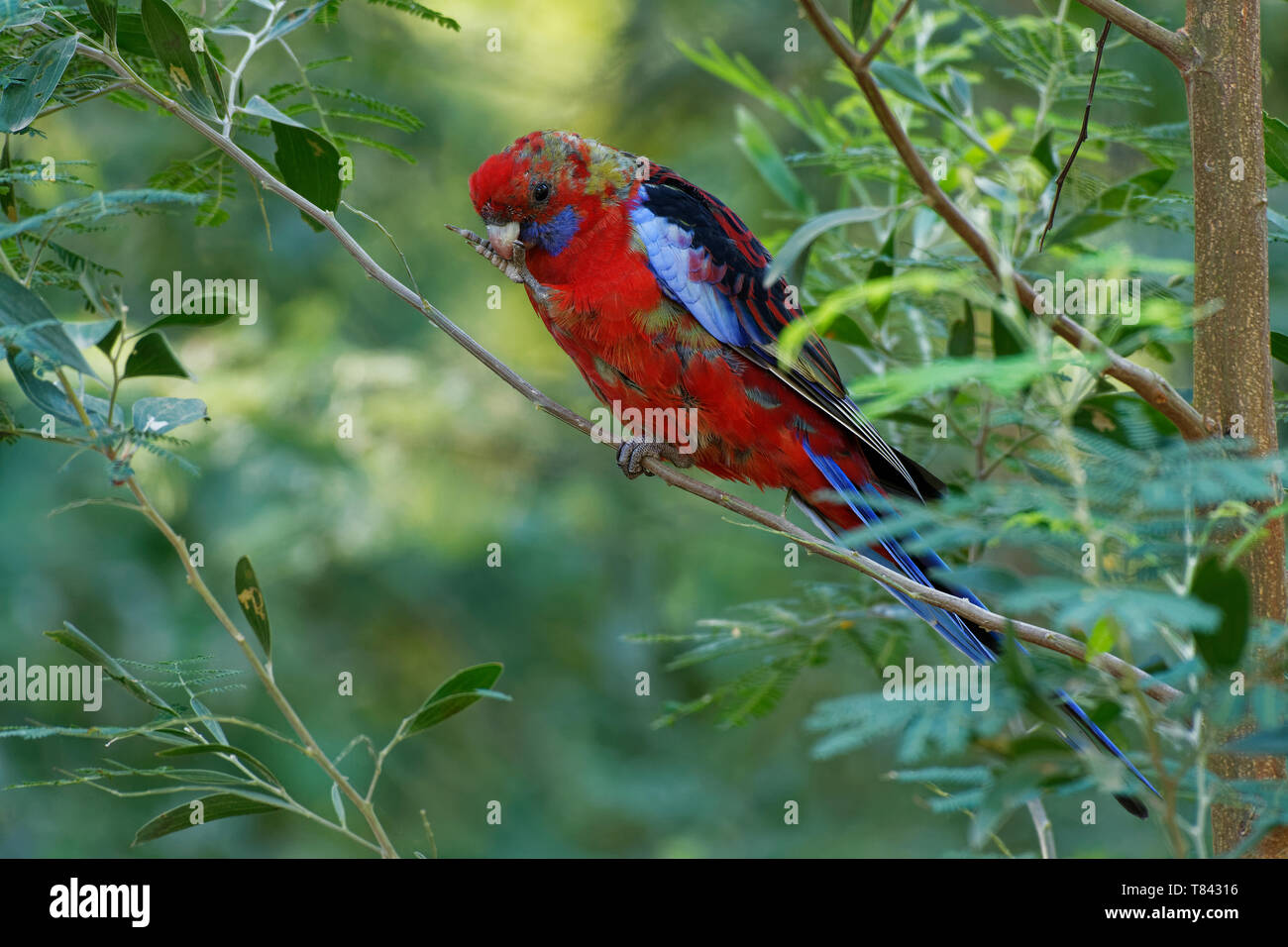 Crimson Rosella - Platycercus elegans ein Papagei aus östlichen und südöstlichen Australien, nach Neuseeland und Norfolk Island, Berg eingeführt w Stockfoto