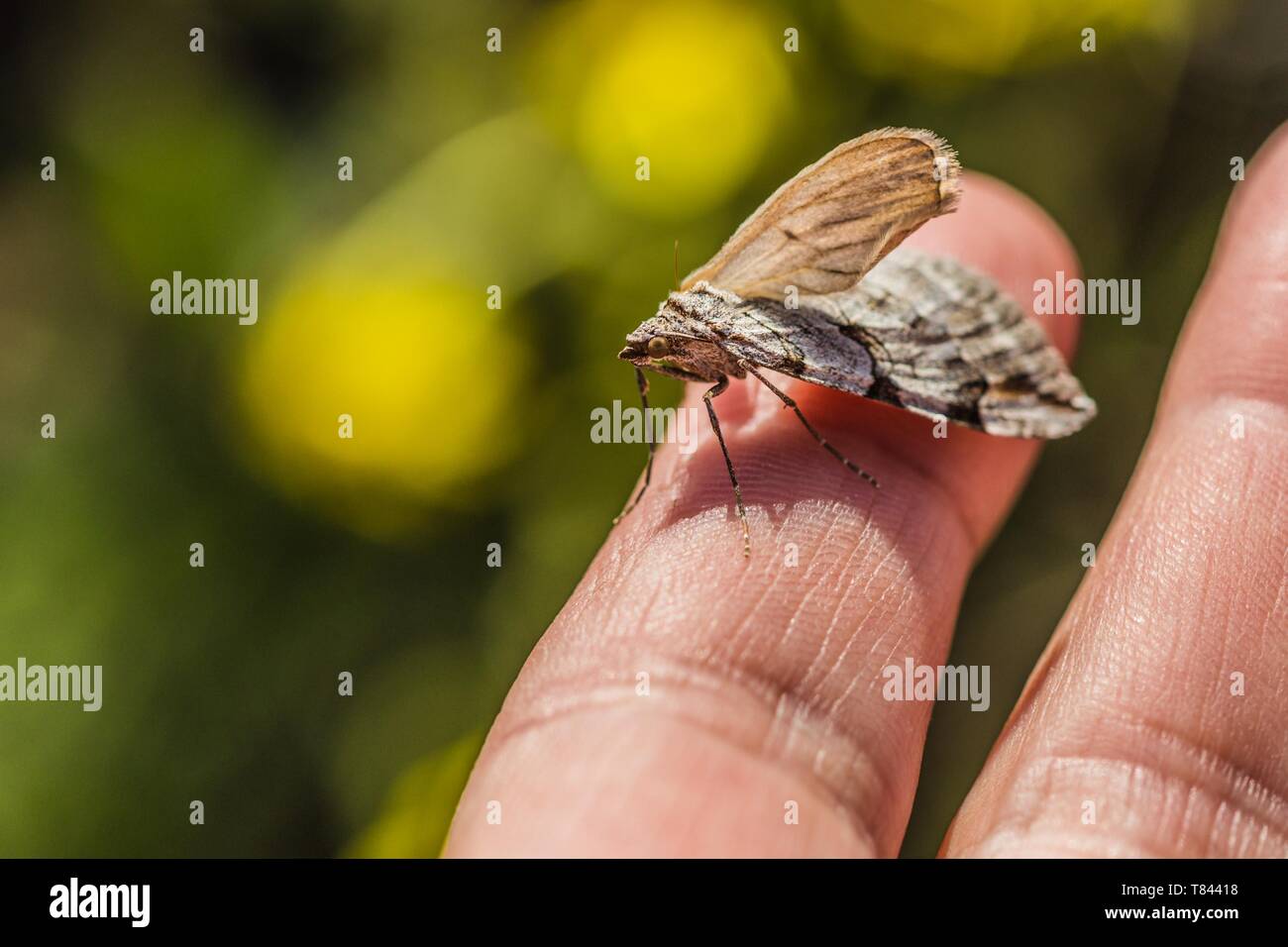 Schließen Sie herauf Bild der kleinen grauen und braunen Insekt sitzt auf einem Finger ist ein Treble-Bar aus der Familie der Spanner (Geometridae). Sonniger Frühlingstag in der Natur. Stockfoto