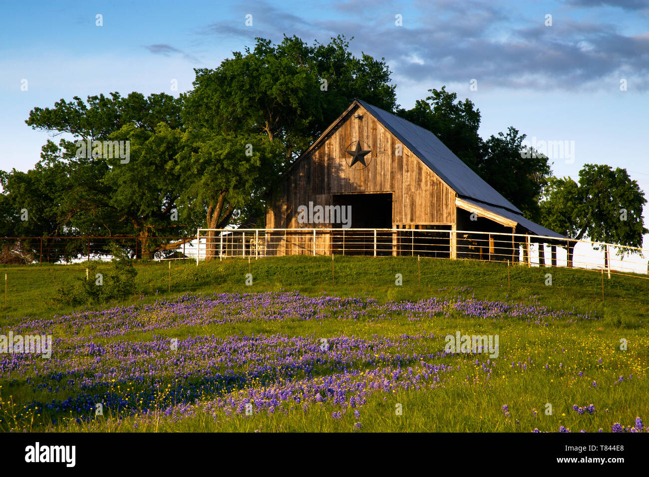 Scheune auf dem Bluebonnet Trail in der Nähe von Ennis, Texas Stockfoto