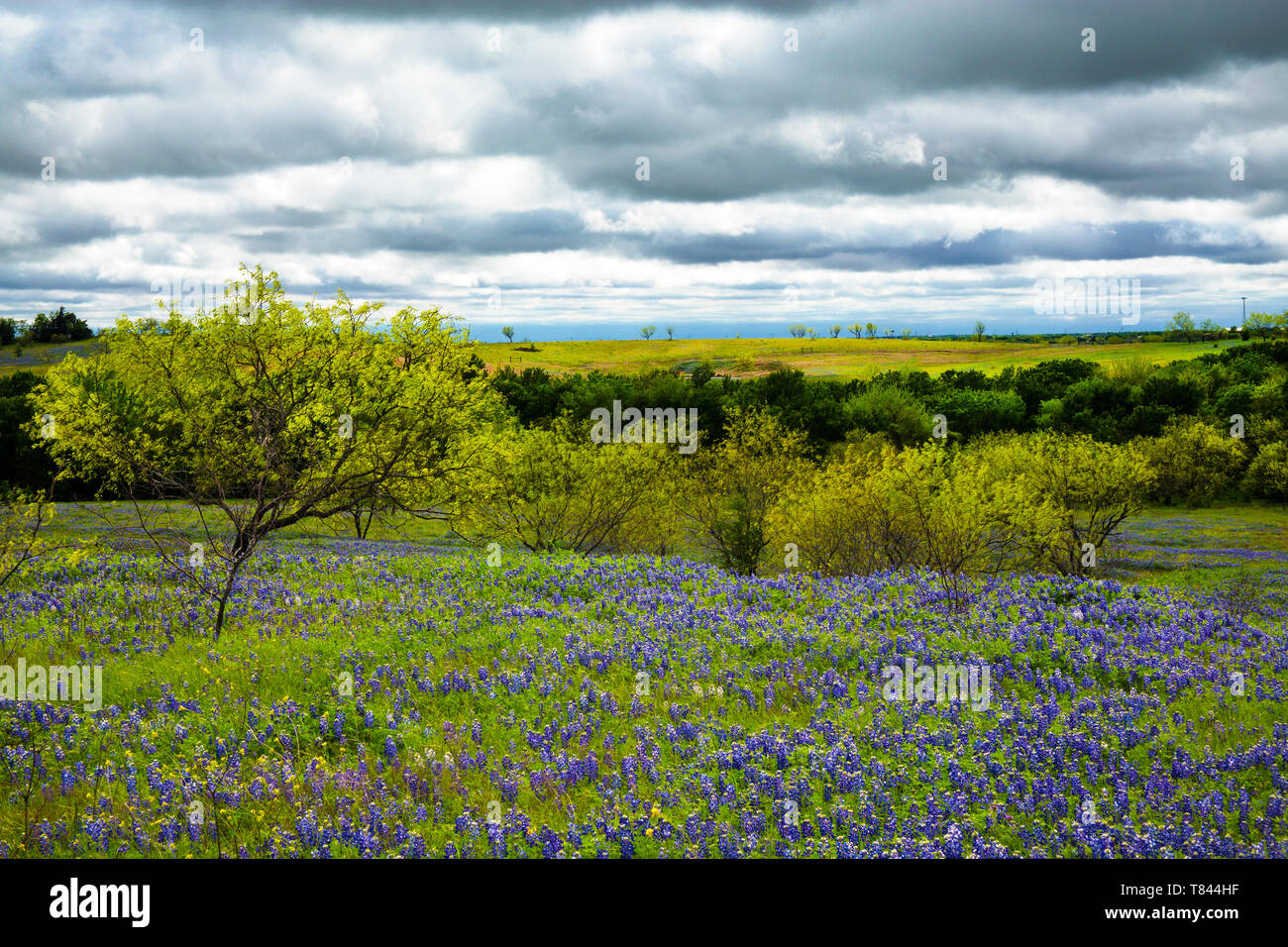 Bluebonnet Feld bei bewölktem Himmel in der Nähe von Ennis, Texas Stockfoto