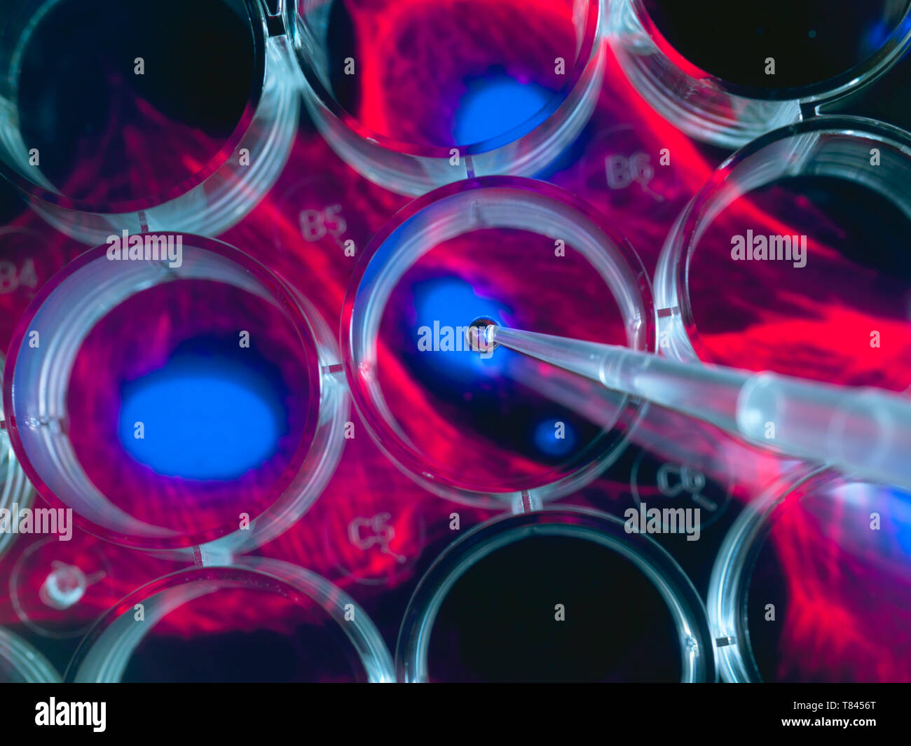 Die Stammzellenforschung, Wissenschaftler pipettieren Zellen in eine Multi-well Platte mit Bild von Stammzellen im Hintergrund Stockfoto