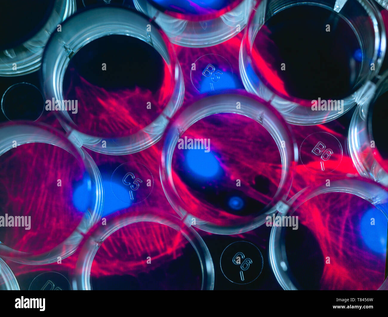 Die Stammzellenforschung, multi-well Platte mit Bild von Stammzellen im Hintergrund Stockfoto