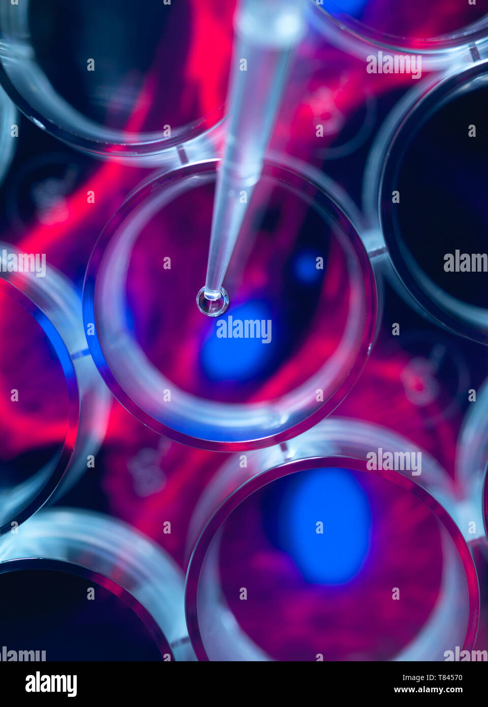 Die Stammzellenforschung, Wissenschaftler pipettieren Zellen in eine Multi-well Platte mit Bild von Stammzellen im Hintergrund, in der Nähe Stockfoto