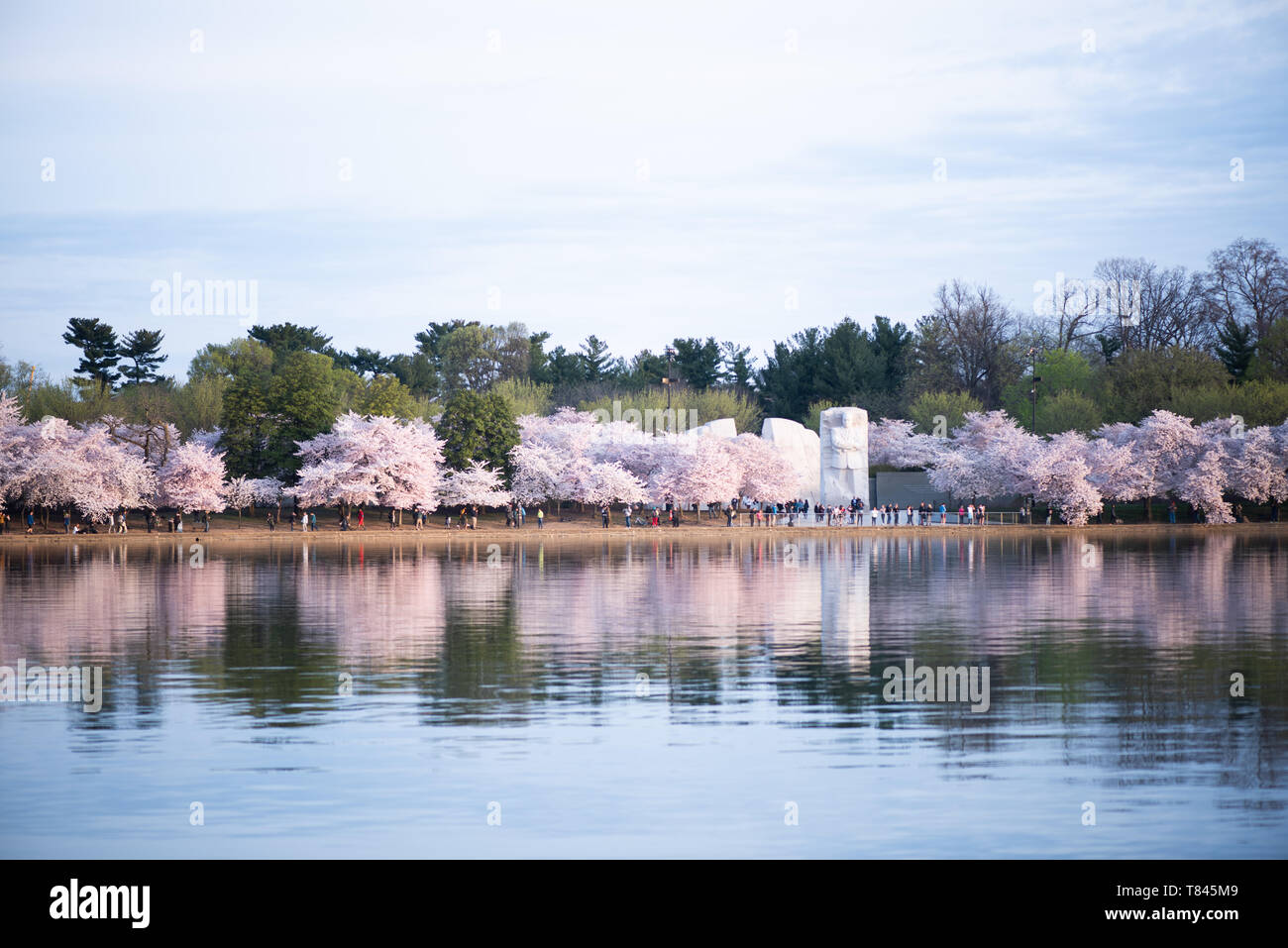 WASHINGTON DC, Vereinigte Staaten – die Kirschblüten in voller Blüte umgeben den Martin Luther King Jr. Gedenkstätte im Tidal Basin. Die legendäre Frühlingsschau fällt mit dem jährlichen Cherry Blossom Festival in Washington zusammen, das Tausende von Besuchern anzieht. Das hoch aufragende Denkmal ehrt Dr. Kings Vermächtnis als Anführer der amerikanischen Bürgerrechtsbewegung. Stockfoto